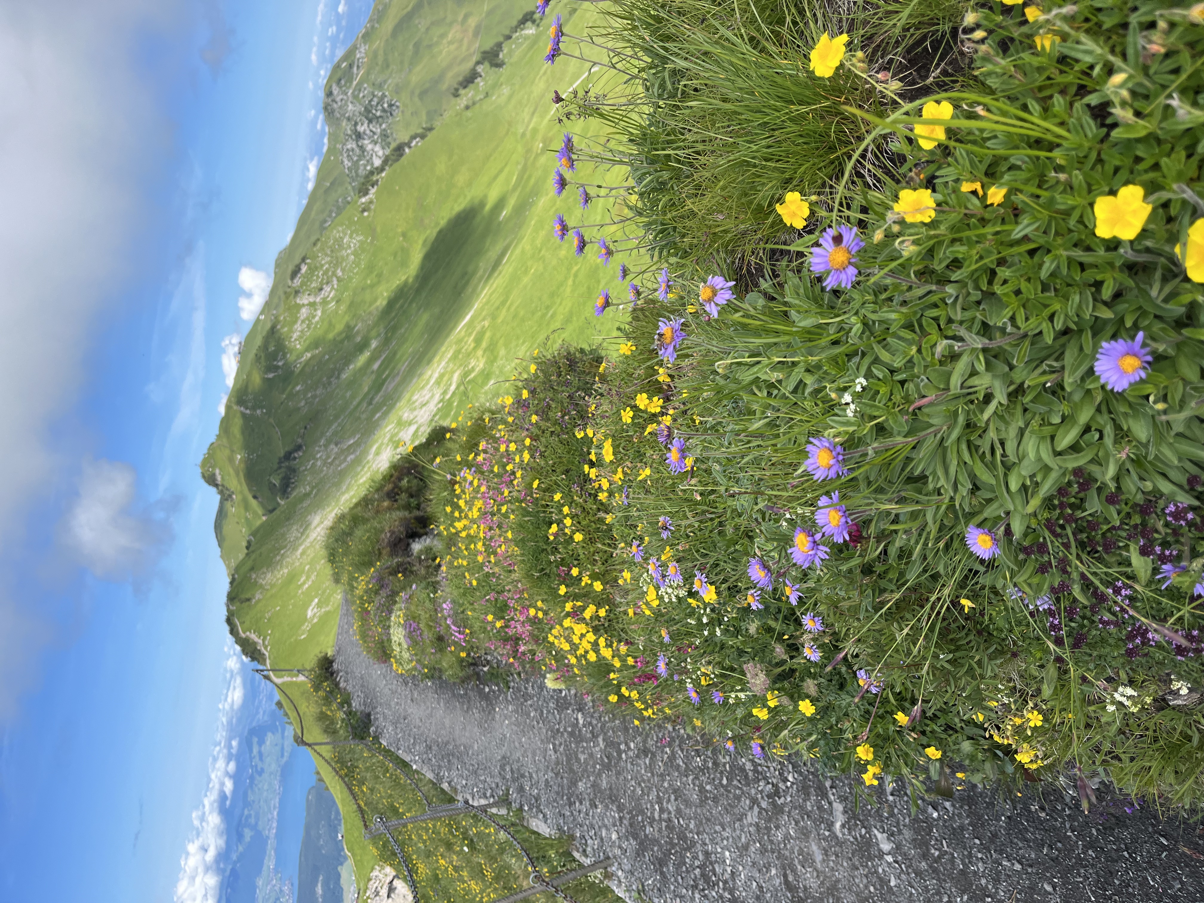 Alpine wildflowers, Stoos, Switzerland