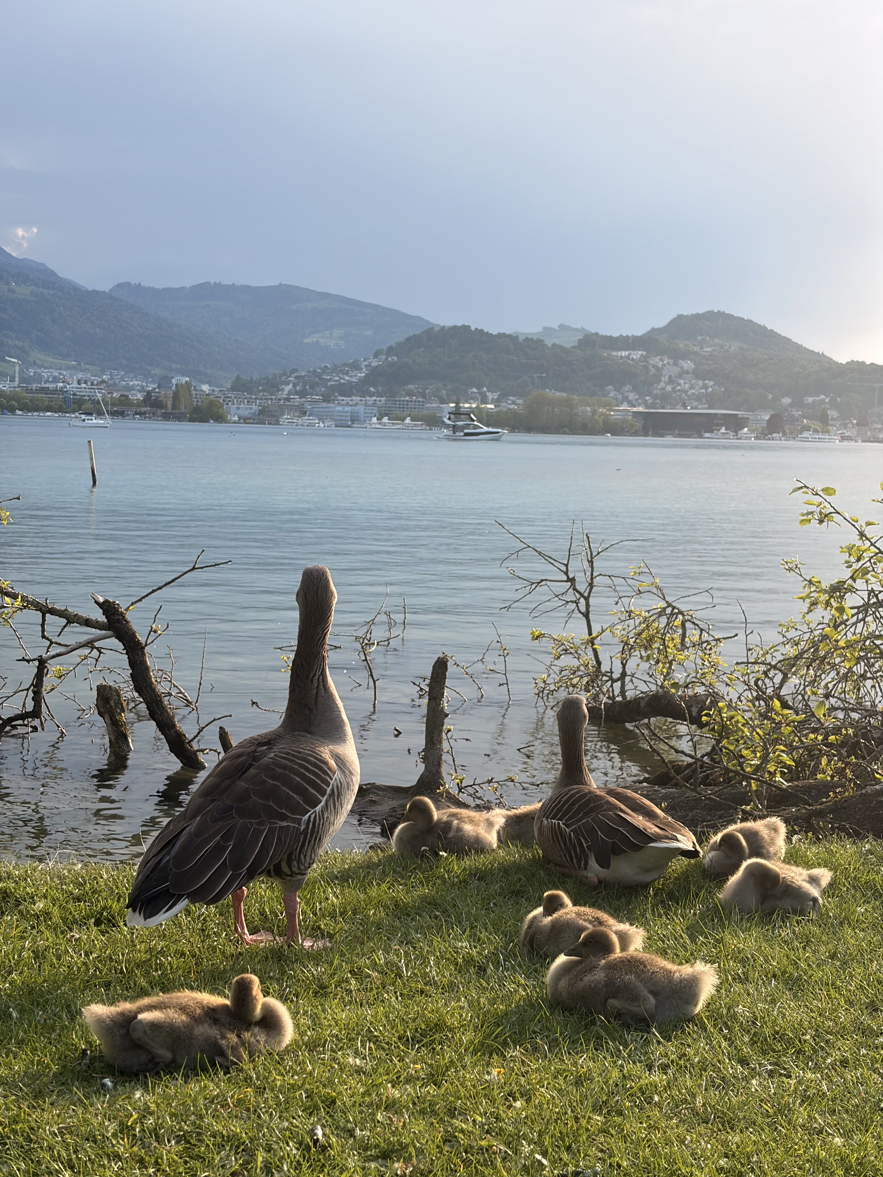 Mother goose and goslings by Lake Lucerne