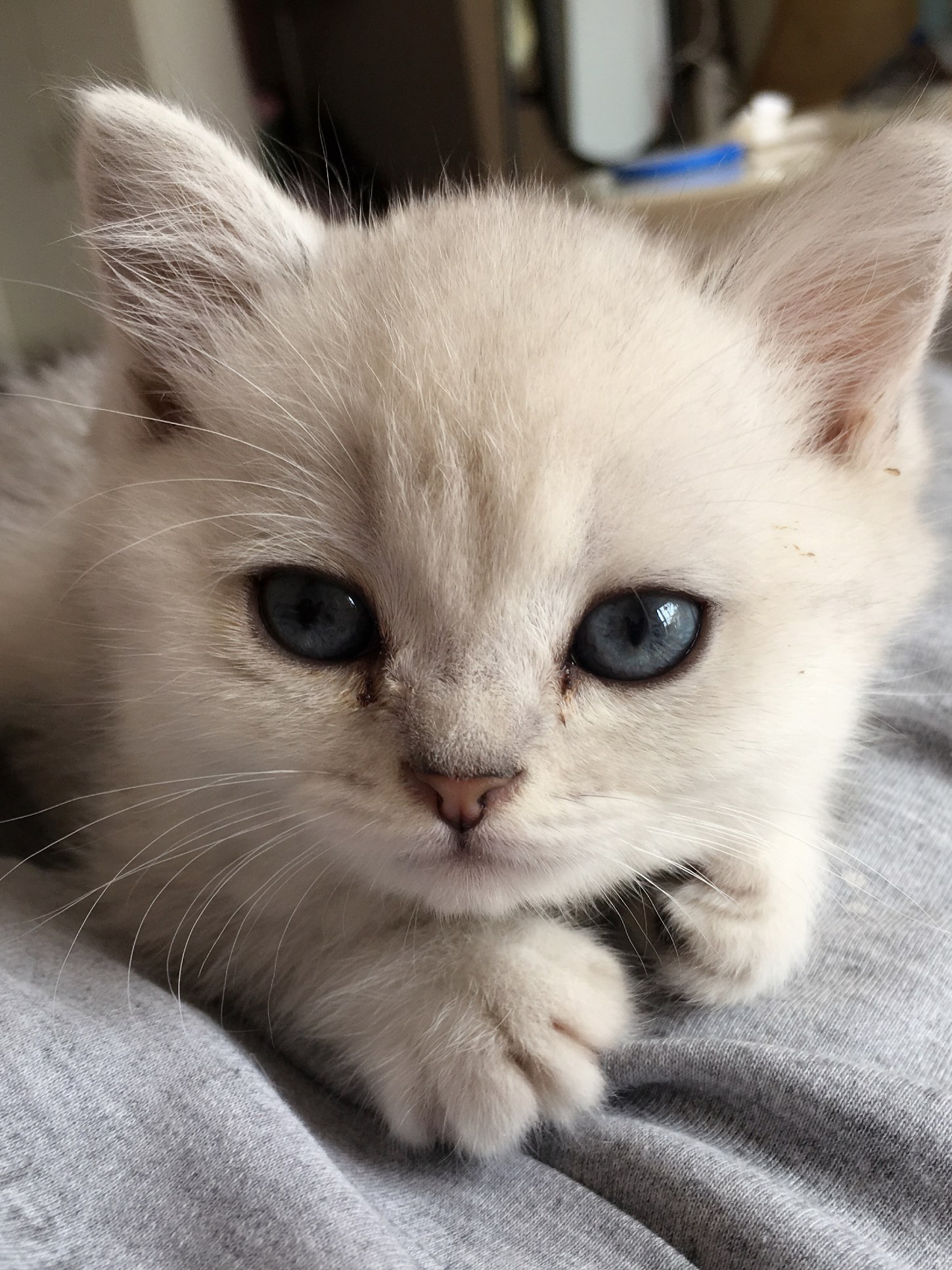 Leilei as a kitten, first month home