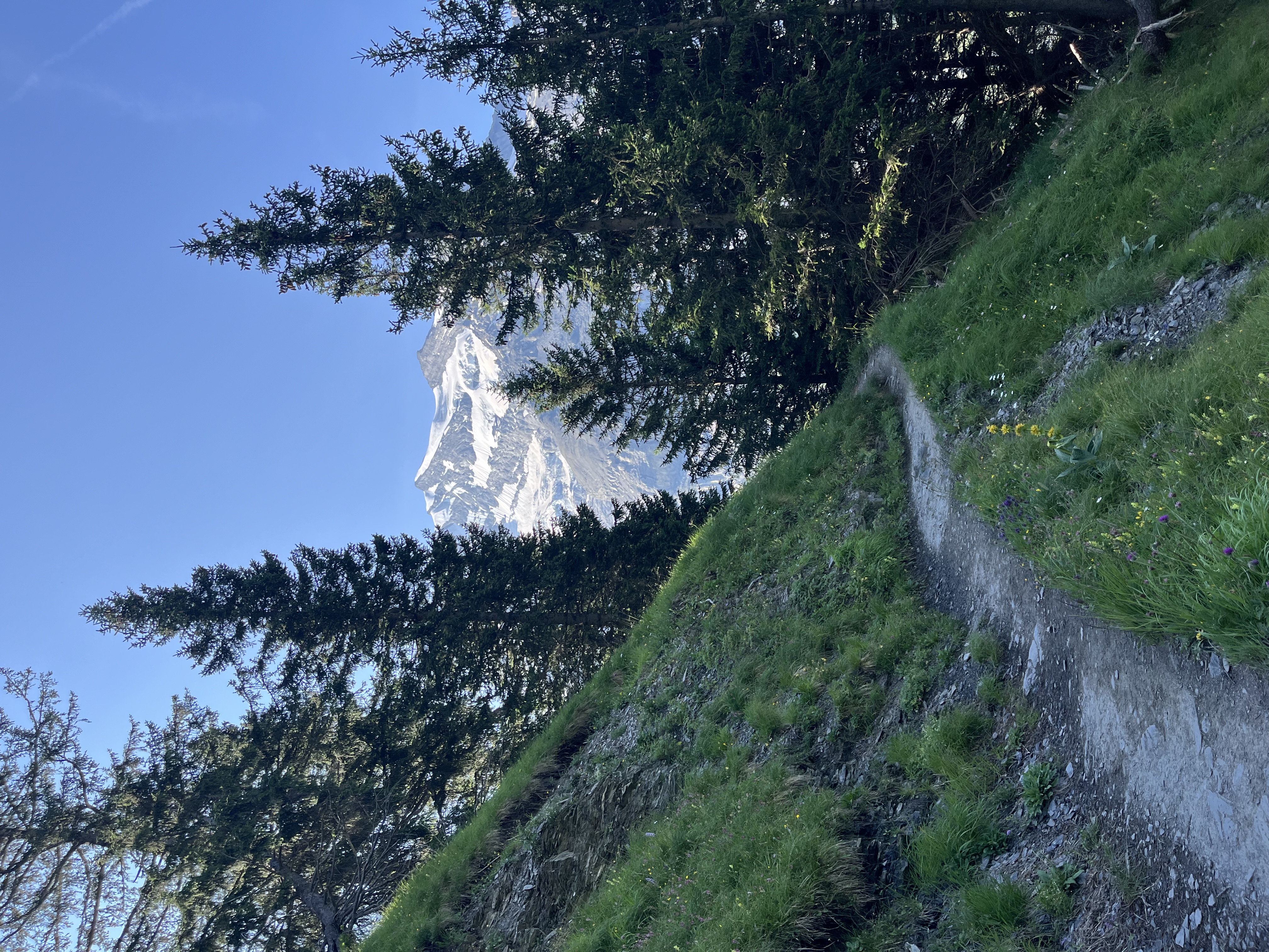 Blüemlisalp summit through pine trees, Panorama Trail