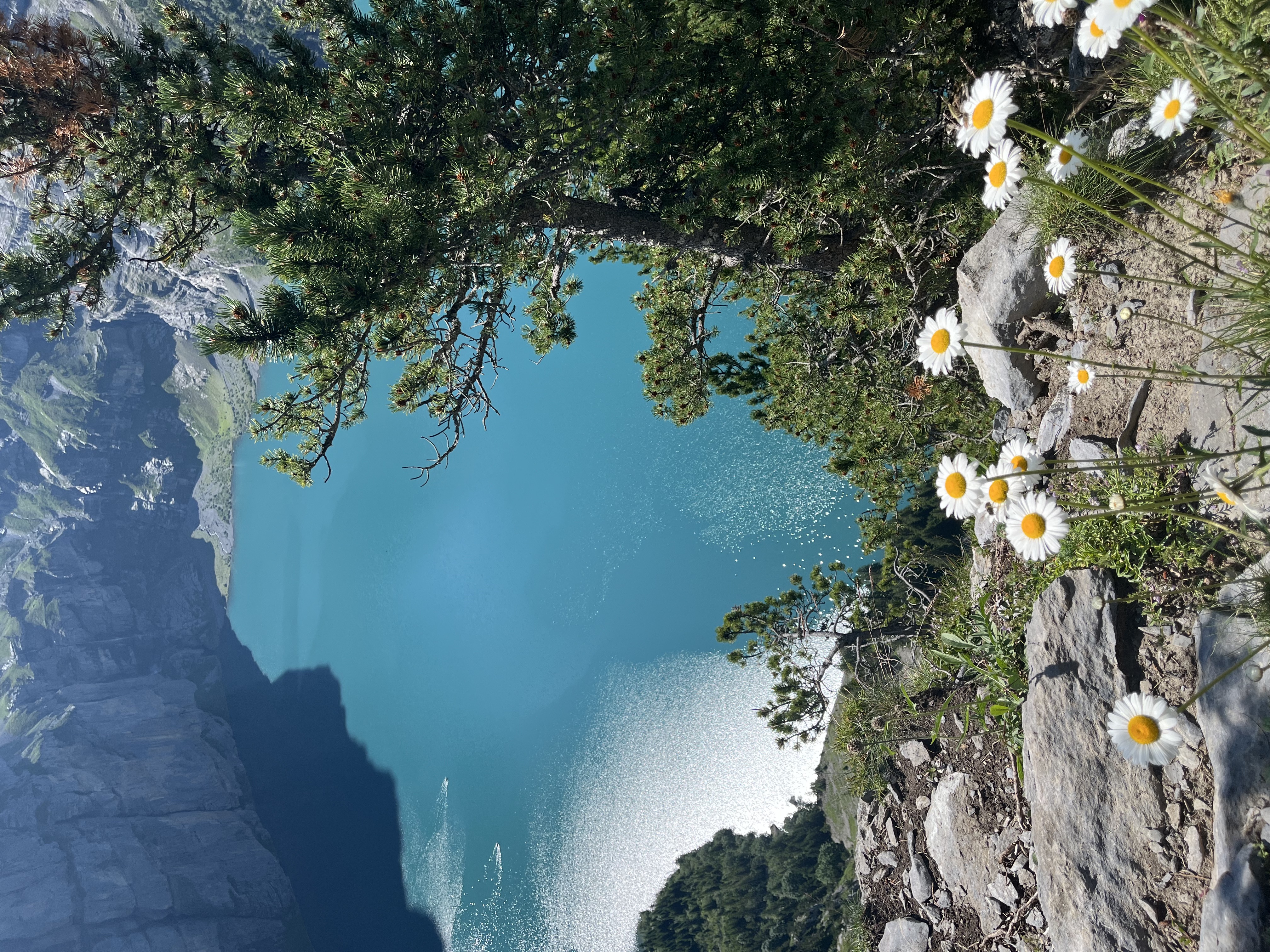 Wildflowers and rocky path, Panorama Trail