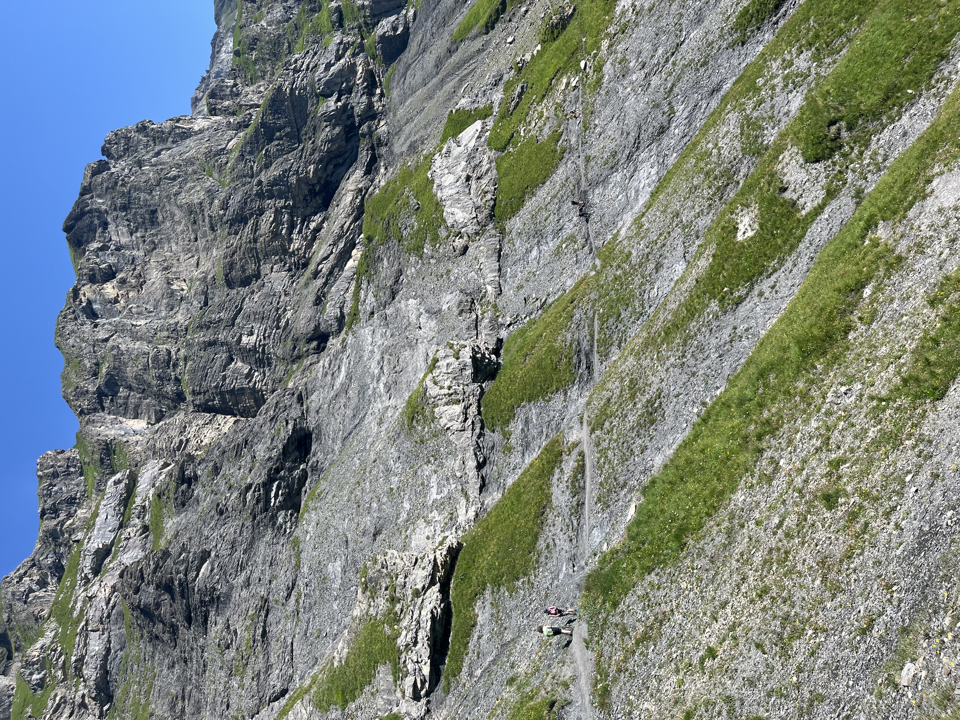 Alpine cows resting above Oeschinensee